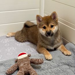 Emi - Red female Shiba Inu puppy in Houston, Texas from Sakura Blossom Shibas