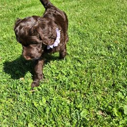 Goldendoodle Puppies from Angel's Doodles