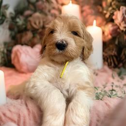 Labradoodle and Poodle Puppies from Caris Paws Poodles and Labradoodles