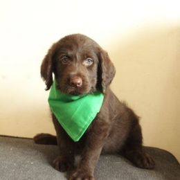 Brownie - Chocolate male Labradoodle puppy in Apache Junction, Arizona from Loving Doodle