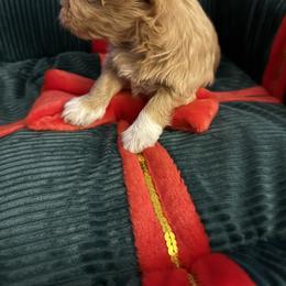 Fern - Fawn female Havanese puppy in Hudson, New York from Havanese of Claverack and Hudson Valley Labradors