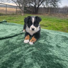 Venice - Black tri-color female Australian Shepherd puppy in Copperas Cove, Texas from Hidden Leaf Aussies