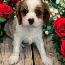 Flynn - Blenheim male Cavalier King Charles Spaniel puppy in Myrtle Beach, South Carolina from Colorful-K9'S