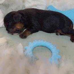 Waylon - Black and tan male Cavalier King Charles Spaniel puppy in Texarkana, Texas from Hidden Creek Cavaliers