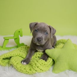 Freddy Kruger - Gray brindle male Cane Corso puppy in Hampstead, New Hampshire from Durgin Hollow