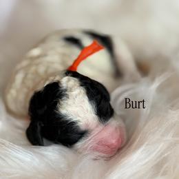 Burt - Parti male Poodle puppy in Waco, Texas from Poodle Paradise