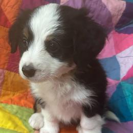 Ozzie-orange - Tri-color male Bernedoodle puppy in Lynch Station, Virginia from Mini Bernedoodles by Ziva & Zac