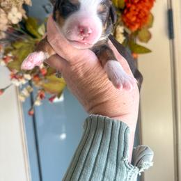 Garnet❤️ - Red tri-color female Aussiedoodle puppy in Granbury, Texas from Triple Cross Doodles