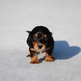 AKC Lilly - Black and tan female Dachshund puppy in Billings, Missouri from Bundles of Joy
