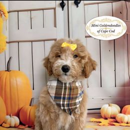 Rosie - Apricot female Goldendoodle puppy in Pocasset, Massachusetts from Mini Goldendoodles of Cape Cod