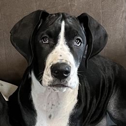 Miss Marjorie Mantle - Mantle female Great Dane puppy in Clayton, Washington from DaneLand Farm