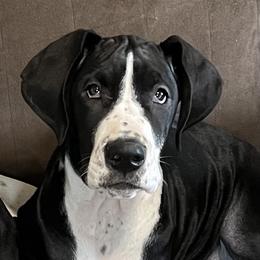Miss Marjorie Mantle - Mantle female Great Dane puppy in Clayton, Washington from DaneLand Farm