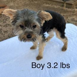 Lil Boy - Black and gold male Yorkshire Terrier puppy in San Marcos, Texas from Casa de Yorkies