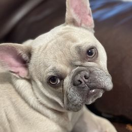 Mamba - French Bulldog