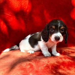 Gus - Piebald male Dachshund puppy in Trinity, Texas from Signature Sloan - Long Hair Dachshunds