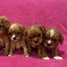 Cavalier King Charles Spaniel Puppies from Kentucky Cavalier King Charles Spaniels