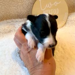 MICKEY - Black and white male Shetland Sheepdog puppy in Livonia, Michigan from M7’s Shelties, Toonies & AussieDoodles