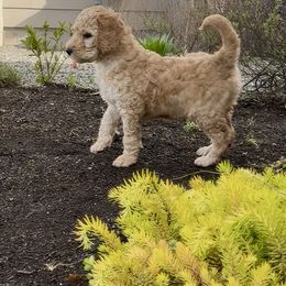 Goldendoodle Puppies from Copper Doodle Tails
