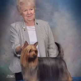 Justin - Silky Terrier