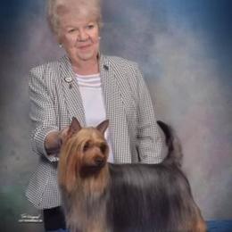 Justin - Silky Terrier
