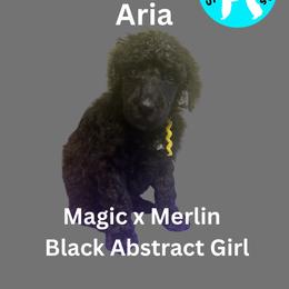 Aria - Black female Poodle puppy in Baltimore, Maryland from Steinrock’s Standards