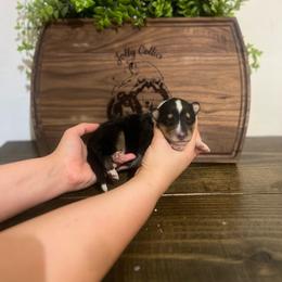 Chuckie Finster - Black white and tan male Collie puppy in Chilhowie, Virginia from Jolly Collies