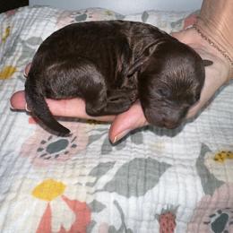 Margaret - Chocolate female Cavapoo puppy in Thorndale, Texas from Hattie’s Texas Cavapoos