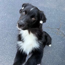 Australian Shepherd puppies from Relic