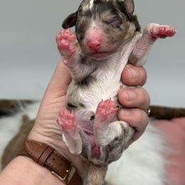 Poppy - Red merle female Aussiedoodle puppy in Austin, Texas from Doodles of Central Texas