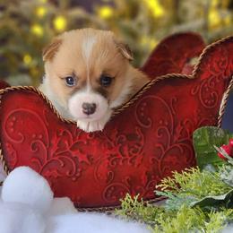 Girl 4 - Pembroke Welsh Corgi puppy in Gig Harbor, Washington from Pacific Northwest Pembroke Welsh Corgis