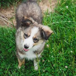 Max - Black tri male Miniature Australian Shepherd puppy in Urbana, Ohio from Polar Bear Farms