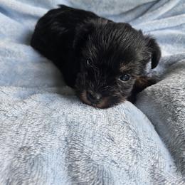 Samar - Black and silver female Miniature Schnauzer puppy in Crosby, Texas from Raisin' the Woof Schnauzers