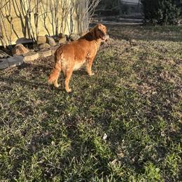 Golden Retriever puppies from Hidden Oaks Golden Retrievers