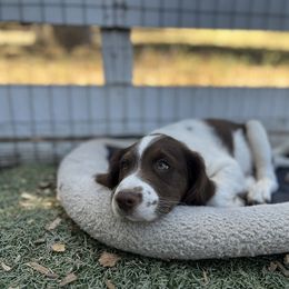 Brittany Puppies from Caliah Brittanys