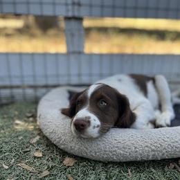 Brittany Puppies from Caliah Brittanys