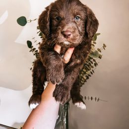 Labradoodle, Poodle, and Sheepadoodle Puppies from E-I Farms