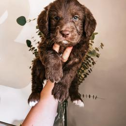 Labradoodle, Poodle, and Sheepadoodle Puppies from E-I Farms