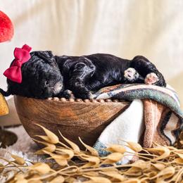 Cyan - Black female Poodle puppy in Gaylord, Michigan from Dog Mom Co. Poodles