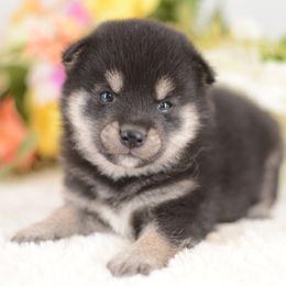 Shinji - Black and Tan Boy - Black and tan male Shiba Inu puppy in Neosho, Missouri from Sunny Terrace Shibas
