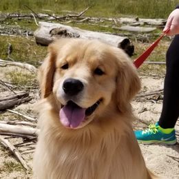 Golden Retrievers from Osprey Goldens