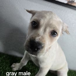 Gray collar - Fawn male Cane Corso puppy in St. Augustine, Florida from RG2 Cane Corsos