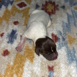 Mae - Liver and white female German Shorthaired Pointer puppy in Saint Joseph, Missouri from N&R Gsps