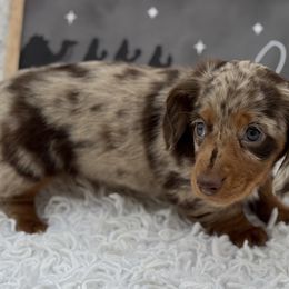 Mandy - Dapple female Dachshund puppy in Colbert, Oklahoma from Brooke Crenshaw