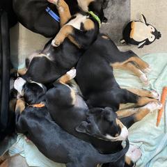 Greater Swiss Mountain Dog Puppies from Woodland Swissie’s