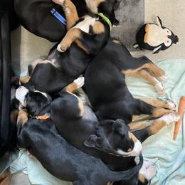 Greater Swiss Mountain Dog Puppies from Woodland Swissie’s