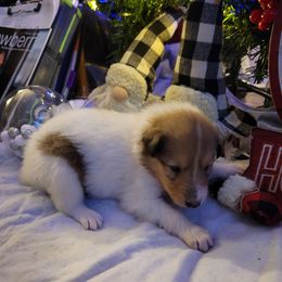 Yellow - White female Collie puppy in Newberry, South Carolina from Country Haven Collies
