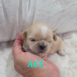 Ace - Gold and white male Shih Tzu puppy in Molino, Florida from First Passion Shih Tzus