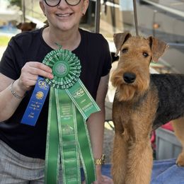 Page - Black and tan Airedale Terrier puppy in Lakewood, Washington from Hazel Blue Airedales