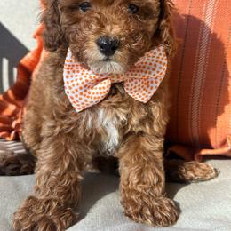 Boy 1 - Red  male Poodle puppy in Flint, Michigan from Anytime Doodles