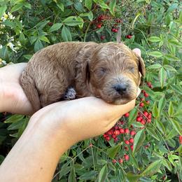 Clem - Apricot male Assorted Doodle Crosses puppy in Yuba City, California from Lucky Day Doodles